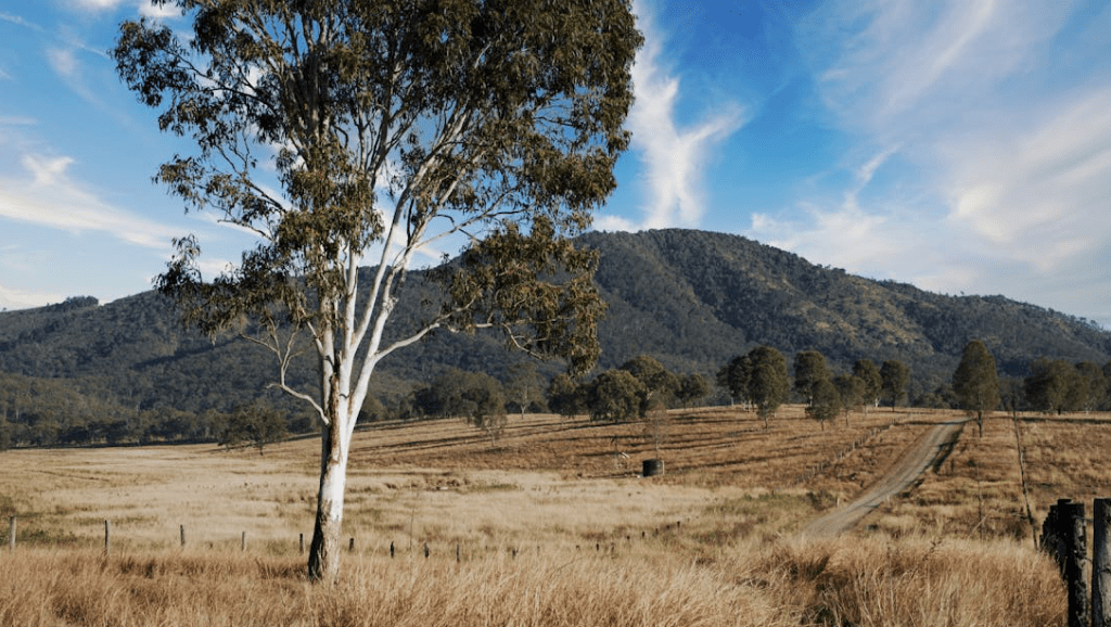 Australian outback landscape with large gumtree, dirt road, and mountain.
